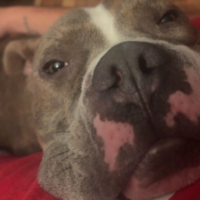 nicktelisman13's profile picture. Just Keep Swimming