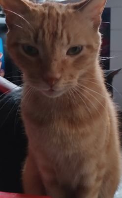 Benjamin1515971's profile picture. Casino Roo: benjamin2800
https://t.co/4kbCpEVE4s