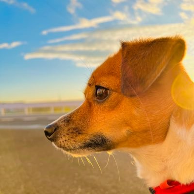 ジャックラッセルテリアの女の子。華です。2020年産まれ。彼女の生きた証を残したくて観察日記代わりに始めました(^^) よろしくお願いします🐕🐕ワンコ専用垢です