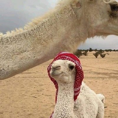 «جُعِل الكلم الطَيّب عِوضًا عن الصَدقة لمن لم يَقدر عليها»
- ابن القيم.