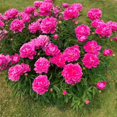 mayzemaryann's profile picture. retired nurse