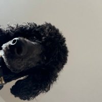 rustyXRch (@rustyxrch) 's Twitter Profile