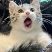 Selforeverwon (@selforeverwon) 's Twitter Profile