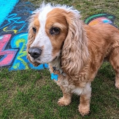 🇬🇧 English Cocker Spaniel.
♥️ Gravy bones.
20 lamp-posts to the gallon.
My Dad is a retired Scientist, 40+ years in Pharma.
He lets me Tweet for him 🤫