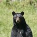 Bear (@smtnbear) Twitter profile photo Bear (@smtnbear) Twitter profile photo