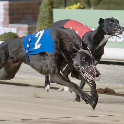 Horse Racing (Theyseekhimthere) and Greyhounds (Signet Tess/Morgan, Speedy Joey, Distant Jake, Dreamin Reggie & Droopys Doris/Berries/Lettie) LUFC
