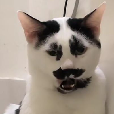 urpaws02's profile picture. She