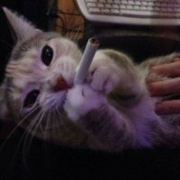 Y (@amberbertr81759) 's Twitter Profile