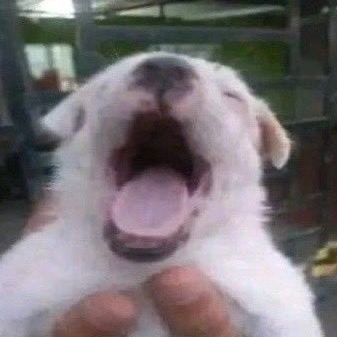 westerncho's profile picture. 아힘들어