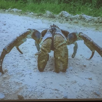 the humble coconut crab | taiwanese-ukrainian | 19