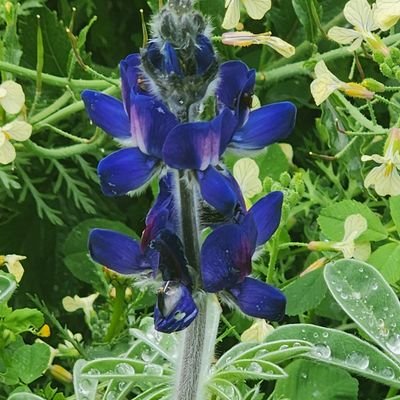 BeckerYonatan's profile picture. 