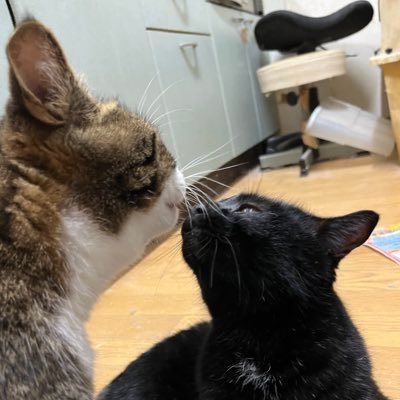 a_ya_a33's profile picture. 30↑ｺﾐｭ障、基本的腐、海外🎞️(D&W❤ 💛、9️⃣🏯九信、信右)、WWE(ﾌﾟﾛﾚｽ)、作品愛はあるが深掘り無し、基本ﾈﾀﾂｲたまに小説、誤字脱字のﾌﾟﾛ、雑多に呟く、無言ﾌｫﾛｰ突然ﾘﾎﾟｽﾄ土下座