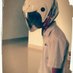 Raidenster (@raidenster11060) Twitter profile photo Raidenster (@raidenster11060) Twitter profile photo