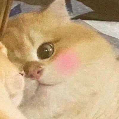 niaocoinchen's profile picture. 笑点极低，喜欢吃好吃的，随时开脑洞的250