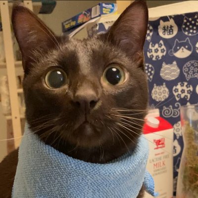 RuofanLi338082's profile picture.