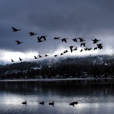 vengai_mavan_12's profile picture. 