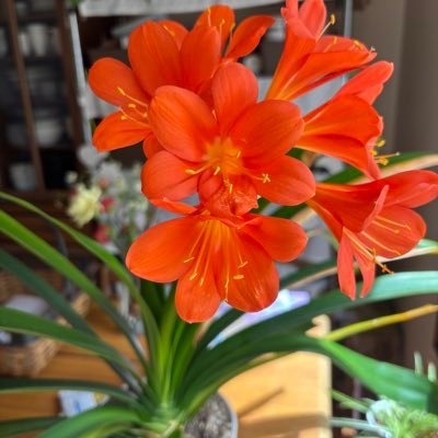PkVKW5e4c236627's profile picture. 北海道在住。介護福祉士。3人の子ども(男、女、男)の母。孫2人👦👧🏻と遊ぶのが楽しみ。と、夫とドライブ🚗楽しんでいます。DM返信できません🙇♀️#スパイ防止法