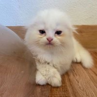 🎀🐱🍒베이비☀ (@bujibujimimii) 's Twitter Profile Photo 🎀🐱🍒베이비☀ (@bujibujimimii) 's Twitter Profile Photo