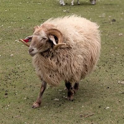 orenge_sea's profile picture. 日記のようなもの。
特に伝えたいことはありません。
DMには対応しません。
よろしくお願いします。