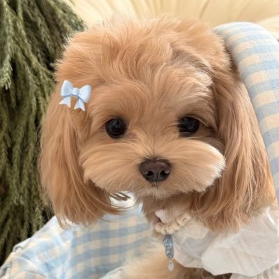 ૮・ᴥ ・ა 🚪520|喜欢有礼貌的人|唯一tg频道https://t.co/3jrLrjhorx(不是诈骗!!!是我自己的发图频道)