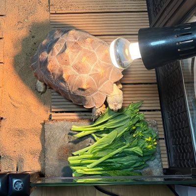 生き物全般好き、奥さんに怒られないようにコソコソ色々飼ってます。ケヅメ、ミシニ、スッポン、ボールパイソン、他魚や虫