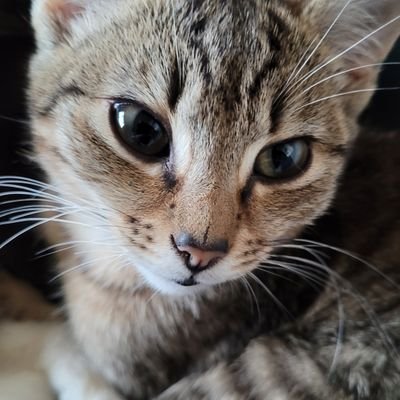 JohnPiddington1's profile picture. 