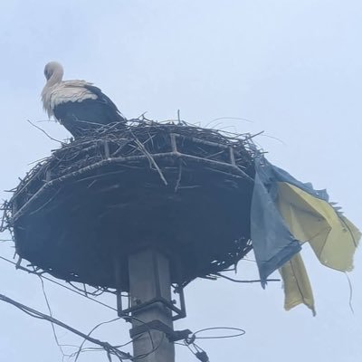 ukrvirshlover's profile picture. #StandWithUkraine