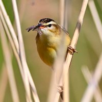 Sean (@nikonnaturepix) 's Twitter Profile Photo Sean (@nikonnaturepix) 's Twitter Profile Photo