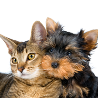 FureverFriends's profile picture. Handmade treats and treasures for your pets