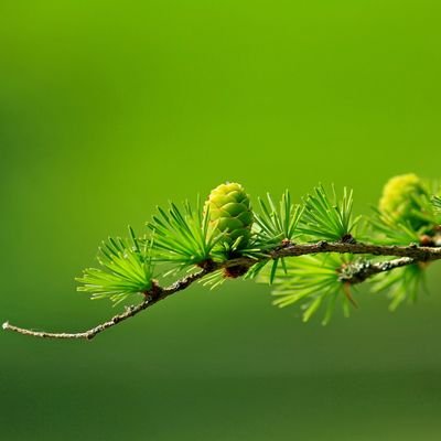#designer 🎨 | #Nature🌿 | #Tech🚀 | #100daysofcode 👨💻 | #javaScript 🖥️ | #web3 🌐