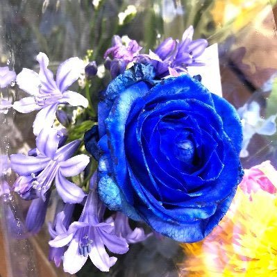 18↑|🚺|全人類CLOCK ZEROをやってください|浮上≠返信|日中英OK|🔞@s1awase_neko|オトパ全通マン