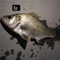 Zac Bennetts (@zacreeltails) 's Twitter Profile