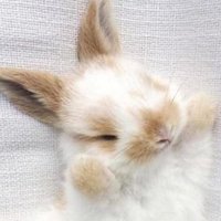 ゆゆ🐇⸒⸒ (@yuyuntann) 's Twitter Profile Photo ゆゆ🐇⸒⸒ (@yuyuntann) 's Twitter Profile Photo