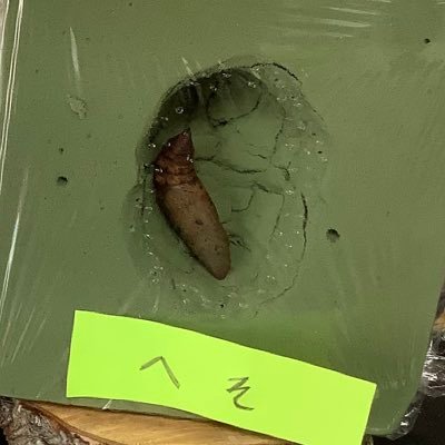 Kubiitaiman's profile picture. シュリンプ飼育初心者🔰 楽しく気長に繁殖楽しみたいと思ってます！   2025年2月からシュリンプ飼育開始！ シュリンプ飼育をしている方と仲良くなりたいです🙇