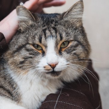 Pezzi_1978's profile picture. 🇮🇷