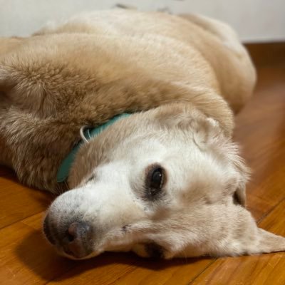 lelelazyhuman's profile picture. 