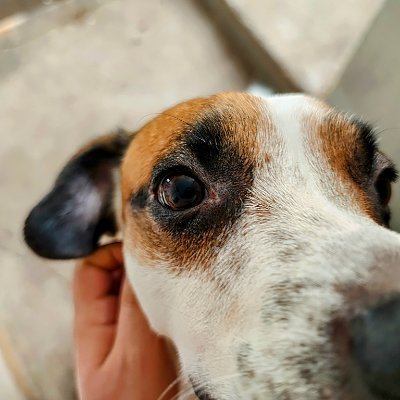 LucasRodmo's profile picture. 