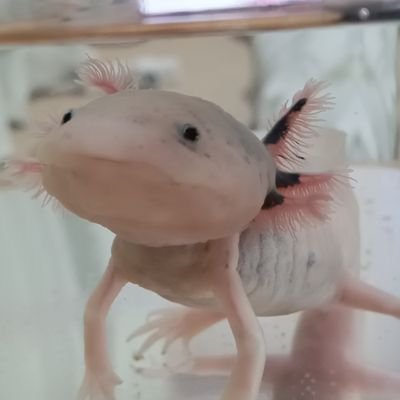 59才のおじさんです。
宜しくお願い致します。
好きな漫画は「スパイファミリー」「ダンダダン」好きなキャラはアーニャとターボババア(猫)