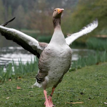 I may not be the goat but thats cause im the goose