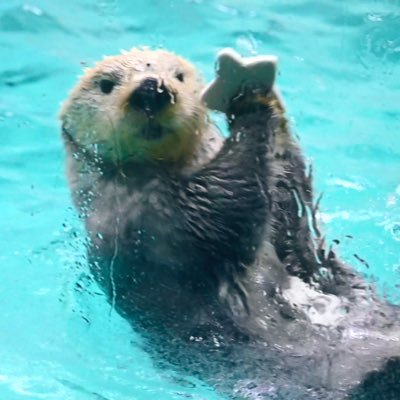 ちいかわ、動物垢として作りました。 ラッコのメイちゃんキラちゃん、猫が大好き、他の生き物も好き!活動的じゃないので基本ROMで無言フォロー失礼します