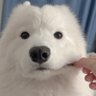 ToeyToey_sry's profile picture. Support EngFa charlotte 🐰🐶💙🤍 ◈thanks follow me◈