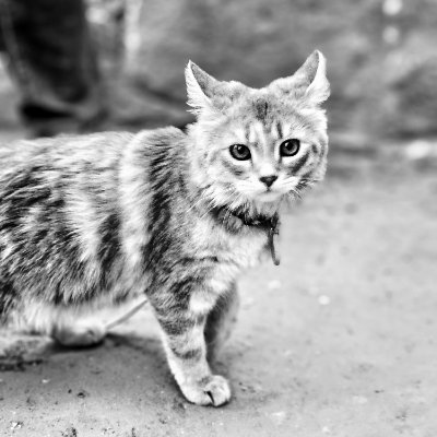 akshaykrsa's profile picture. Intern Dacsaab