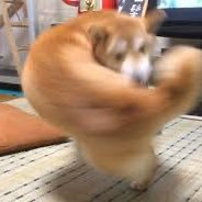 裏Doge (@machrivicsrl) 's Twitter Profile