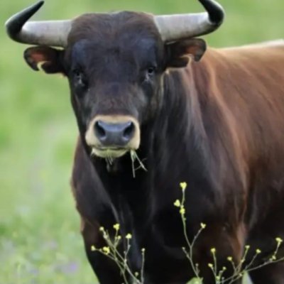 Tzurrero's profile picture. Crypto