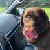 K9doggy (@k9doggy113086) Twitter profile photo K9doggy (@k9doggy113086) Twitter profile photo