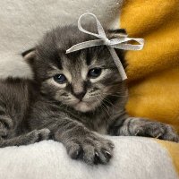 Lily Kitty (@lilykitty1111) 's Twitter Profile