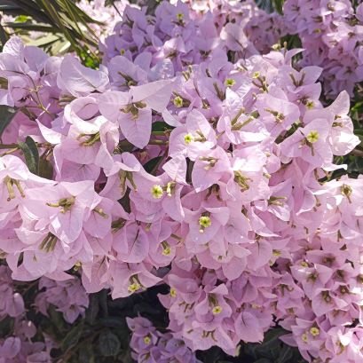 caylalesi's profile picture. Çevre mühendisi/omü 2020🎓