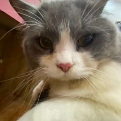 timehatsu's profile picture. 