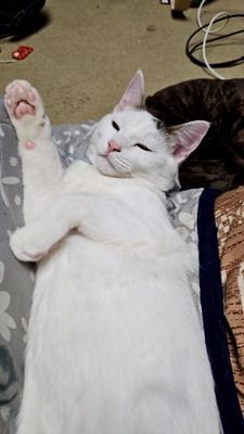 なぜだかみんなに天然キャラ&どM扱いされていますwww否定してくれる人いないかなぁーとおもいつつ日々まっております😃仲良くしてねぇーwww
自分のアカウントはいれんから新しく作りました😁