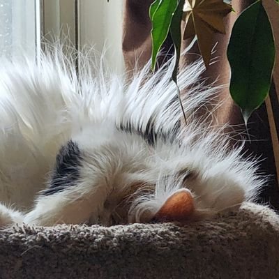 maybeangels2's profile picture. 